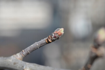 Apple tree branch with buds