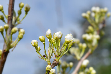Japanese pear Hosui flower buds