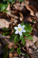 Wood anemone flower