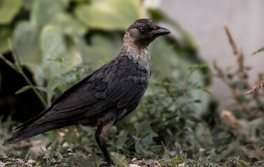 Crow