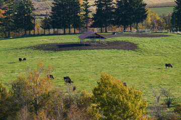 北海道美瑛の紅葉風景