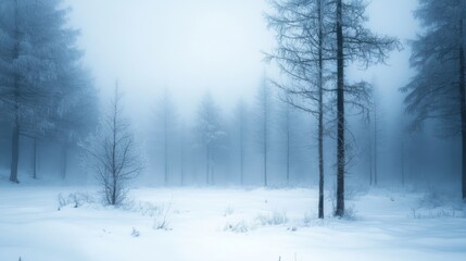 Obraz premium Foggy Winter Forest with Silhouetted Trees and Snow