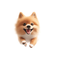 Adorable Pomeranian dog leaping with joy, isolated on white background. Perfect for pet lovers and dog-themed content.