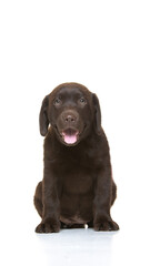 Chocolate labrador puppy on white background