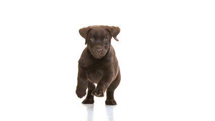 Chocolate labrador puppy on white background
