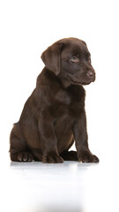Chocolate labrador puppy on white background
