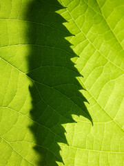 Green leaves of tree nature background