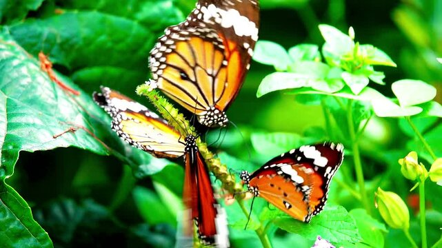 butterfly on flower