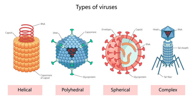 various virus types helical, polyhedral, spherical, and complex with labeled components like capsid, RNA, and diagram hand drawn schematic raster illustration. Medical science educational illustration