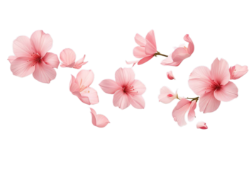 Flying pink petals isolated on white, transparent background cutout