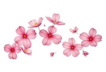 Flying pink petals isolated on white, transparent background cutout