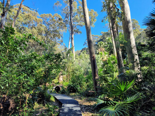 Boardwalk running through spotted gum littoral rainforest on the Depot Beach Rainforest Walk. Located on the New South Wales south coast, Australia