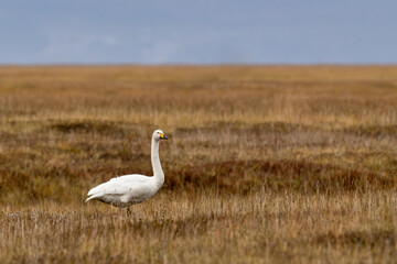 Whooper Swan, Cygnus cygnus, Iceland