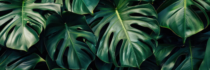 Lush green monstera leaves create vibrant and tropical backdrop, showcasing their unique shapes and textures. Perfect for nature lovers and interior design enthusiasts