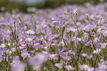 linen field linum usitatissimum. Flax flowers swaying in the wind. Slow motion video