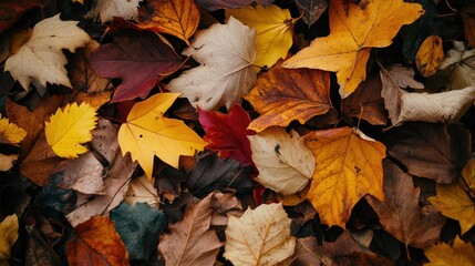 Obraz premium Close-up of a pile of crisp autumn leaves in shades of orange, red, and yellow, set in a forest clearing.