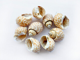 Series of Babylonia Spirata  or spiral Babylon sea shells, a type of common sea snails with its shell around the tropics. Also called hermit crab sea shells, isolated on white background