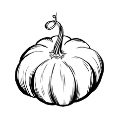 Pumpkin outline drawing, sketch style vector illustration, black line on a white background
