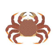 クリガニ。フラットなベクターイラスト。
Helmet crab. Flat vector illustration.