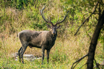 Obraz premium Majestic stag standing in a grassy forest clearing.