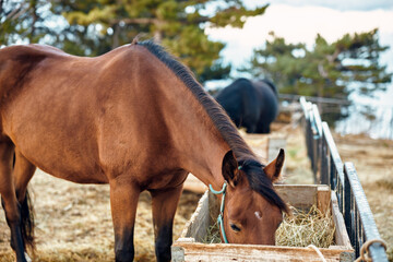 Beautiful rural scenery majestic horse eating hay in a fencedin paddock with lush trees in the...