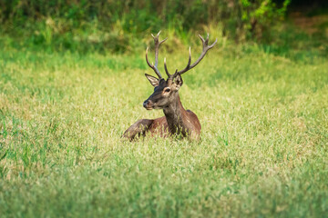 Deer resting in tranquil meadow amidst lush greenery