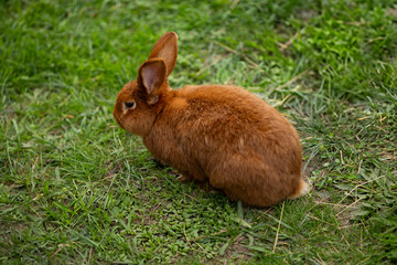 Cute brown rabbit sitting on green grass in a park on a calm day. Concept of wildlife, outdoor nature photography, and small animals in their natural habitat