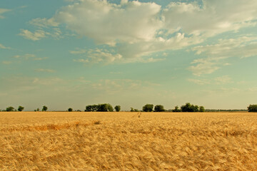Golden field of wheat. Beautiful summer landscape.