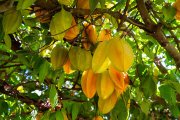 Crumbles on tree ready to eat