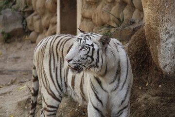 White tiger in the zoo showing his anger