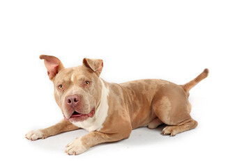 American bully lying on white background 