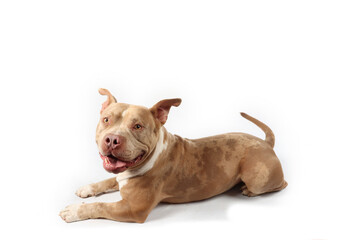 American bully lying on white background 