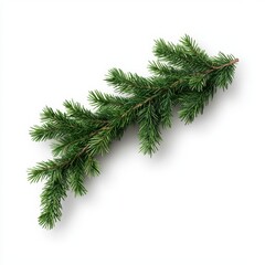 Isolated Pine Twigs for Christmas Decoration