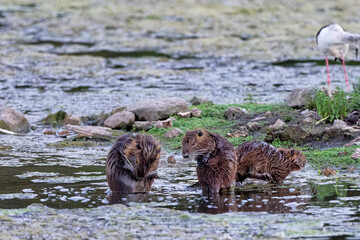 Ragondin - Myocastor coypus - rongeurs