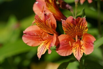 orange tiger lily flower