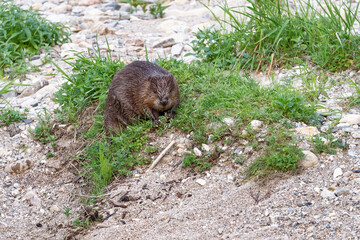 Castor d'Europe - castor - Castor fiber
