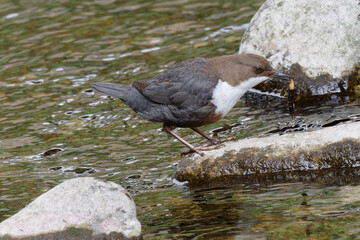 Cincle plongeur - Cinclus cinclus - passereaux