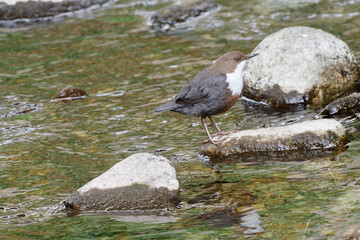 Cincle plongeur - Cinclus cinclus - passereaux
