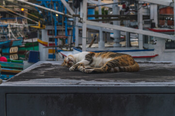 Wild Tiger-Striped Cat Sleeping at a Fishing Port