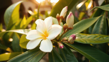 Whispers of Dawn: Frangipani Awash in the First Light of Morning