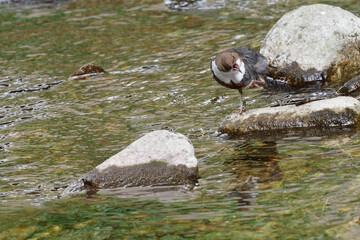 Cincle plongeur - Cinclus cinclus - passereaux
