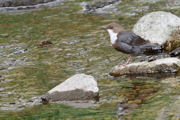 Cincle plongeur - Cinclus cinclus - passereaux
