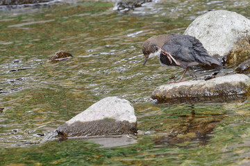 Cincle plongeur - Cinclus cinclus - passereaux
