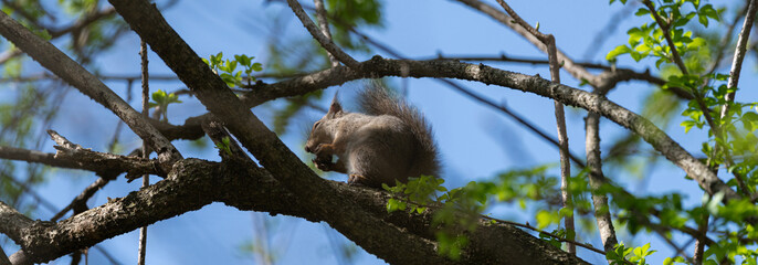 木の実を食べる可愛いニホンリス