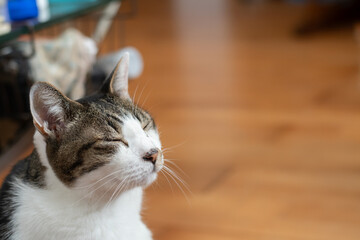 眼を閉じた可愛い猫　キジトラ白