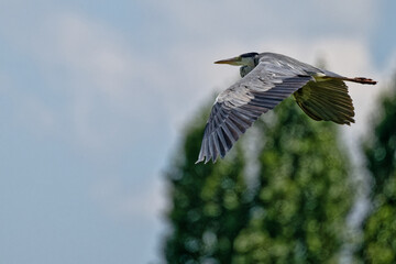 vol h&eacute;ron cendr&eacute; - Ardea cinerea - oiseaux
