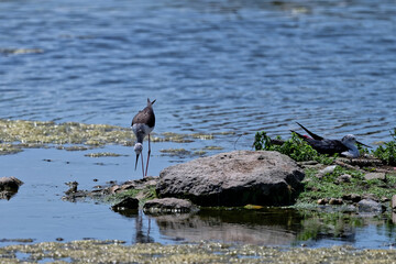 &Eacute;chasse blanche - Himantopus himantopus - oiseaux &eacute;chassiers - limicoles - Recurvirostridae
