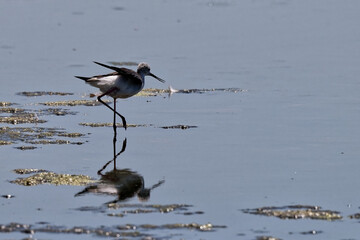 &Eacute;chasse blanche - Himantopus himantopus - oiseaux &eacute;chassiers - limicoles - Recurvirostridae
