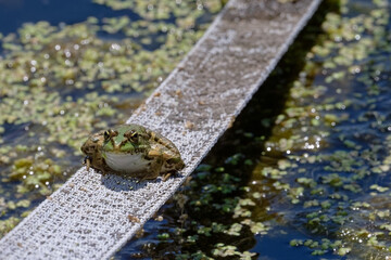Grenouille rieuse - Pelophylax ridibundus