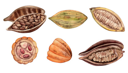 Cocoa beans whole, cut, in half with grains inside. A set of illustrations hand-drawn with watercolors in a botanical style, in brown, yellow, orange shades. For packaging, menus, posters in cafes